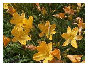 HEMEROCALLIS x 'Bonanza'